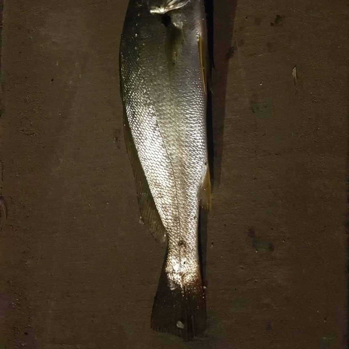 Japanese meagre caught on Fishbrain