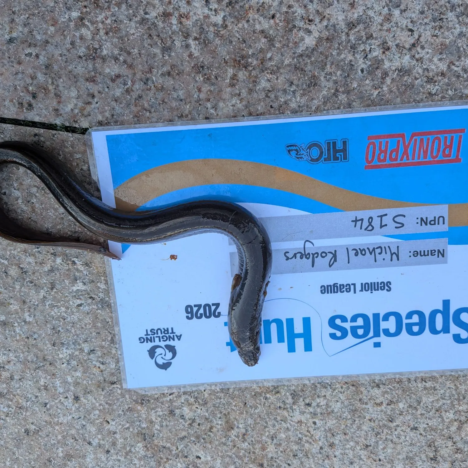 The most recent European eel catches on Fishbrain