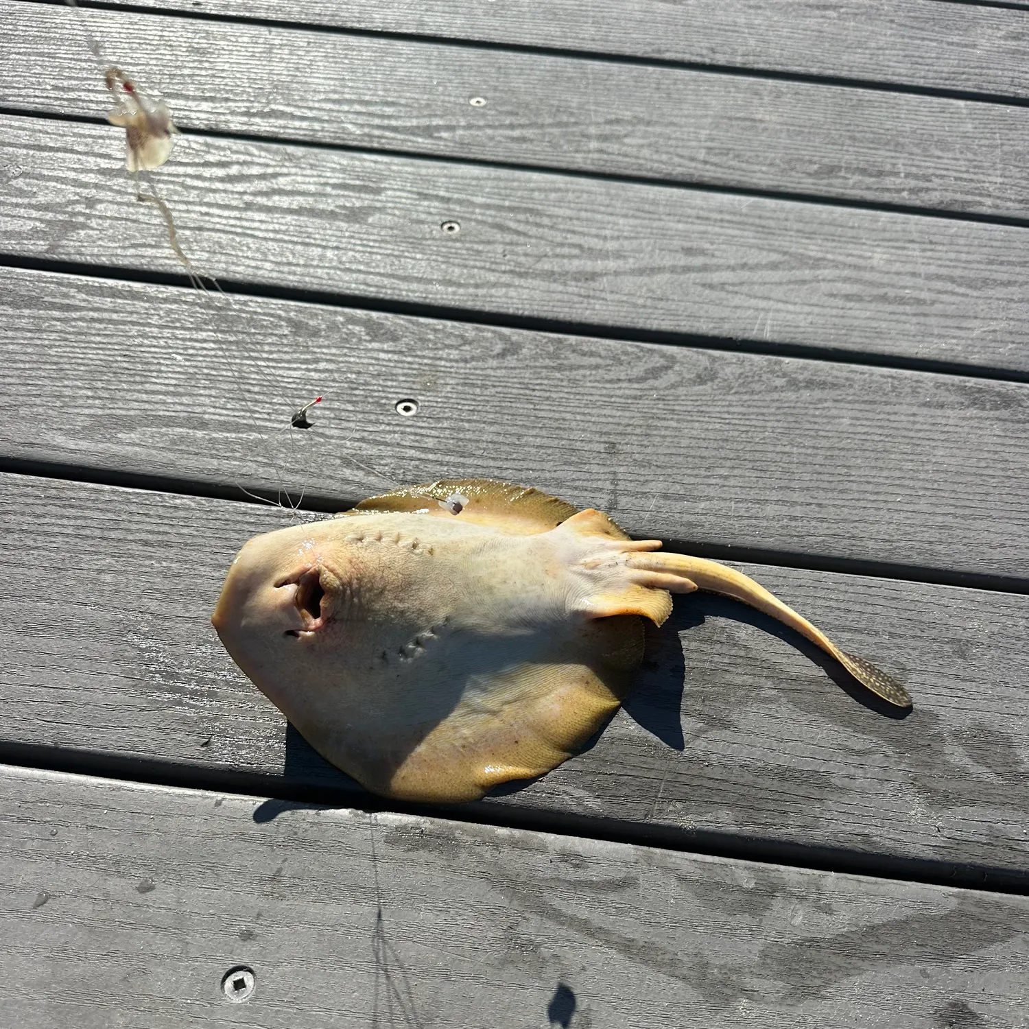 Haller's round ray caught on Fishbrain