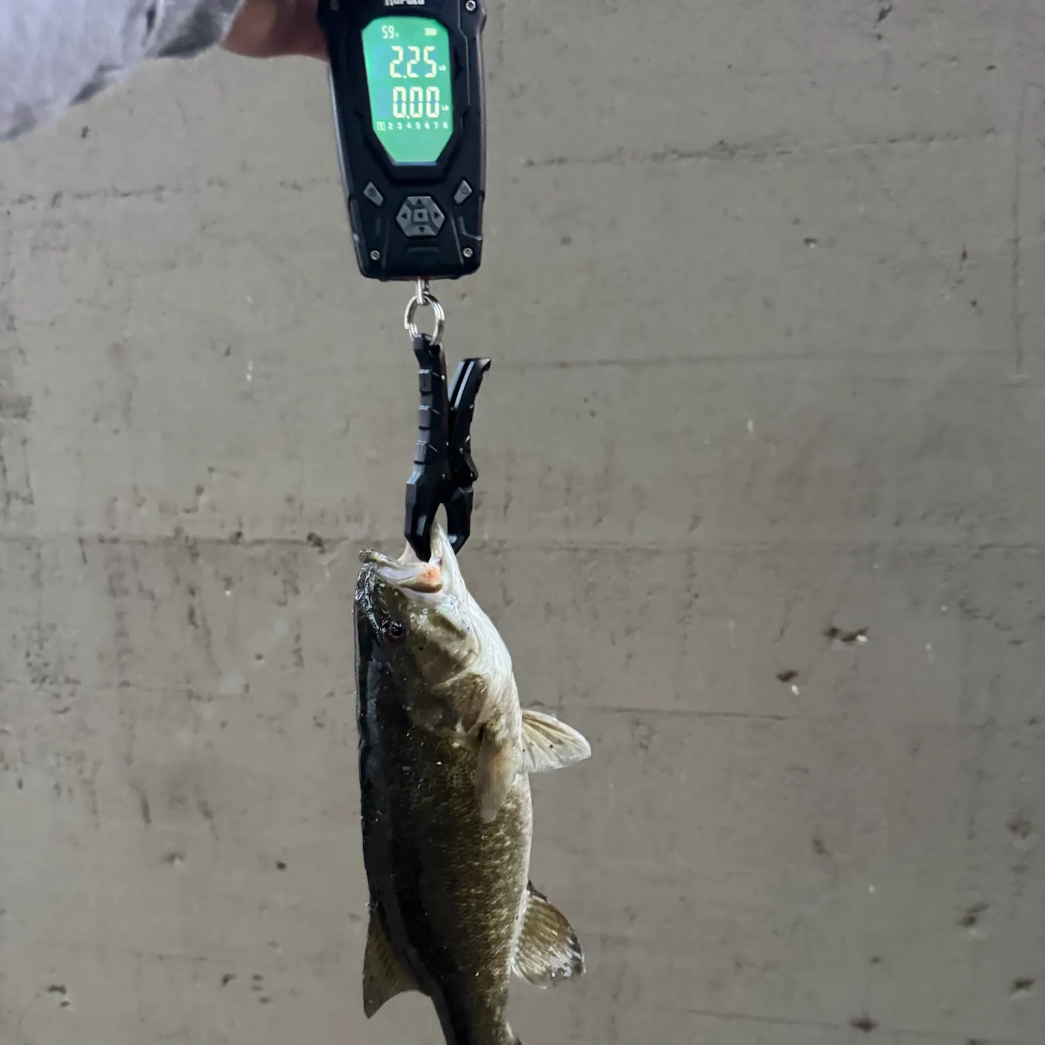 Smallmouth bass caught on Fishbrain