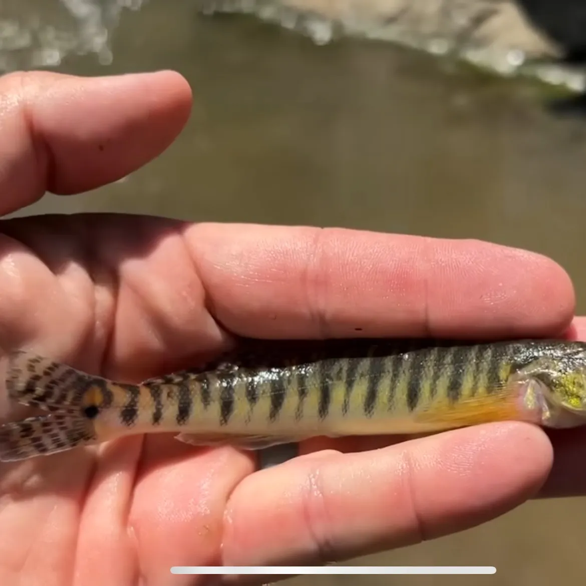 The most recent Common logperch catches on Fishbrain