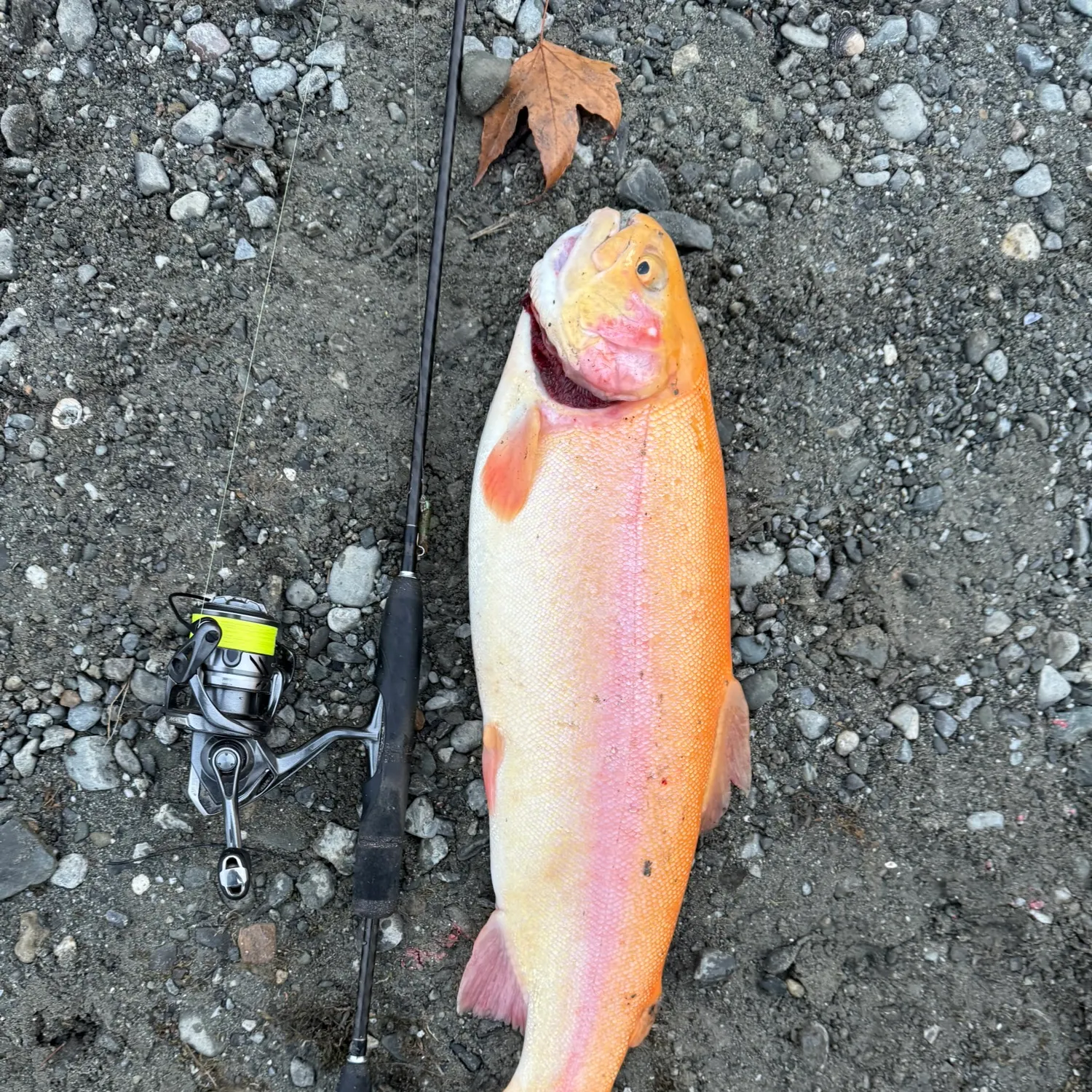 The most recent Golden rainbow trout catches on Fishbrain