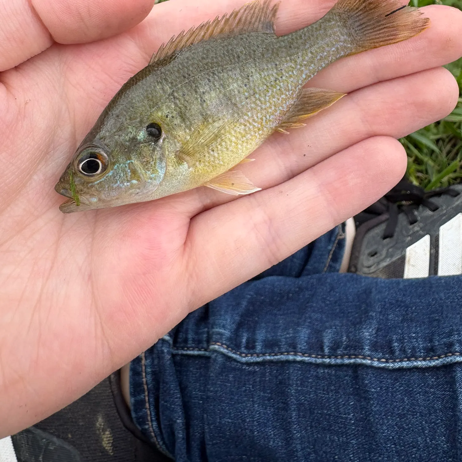 Green sunfish caught on Fishbrain