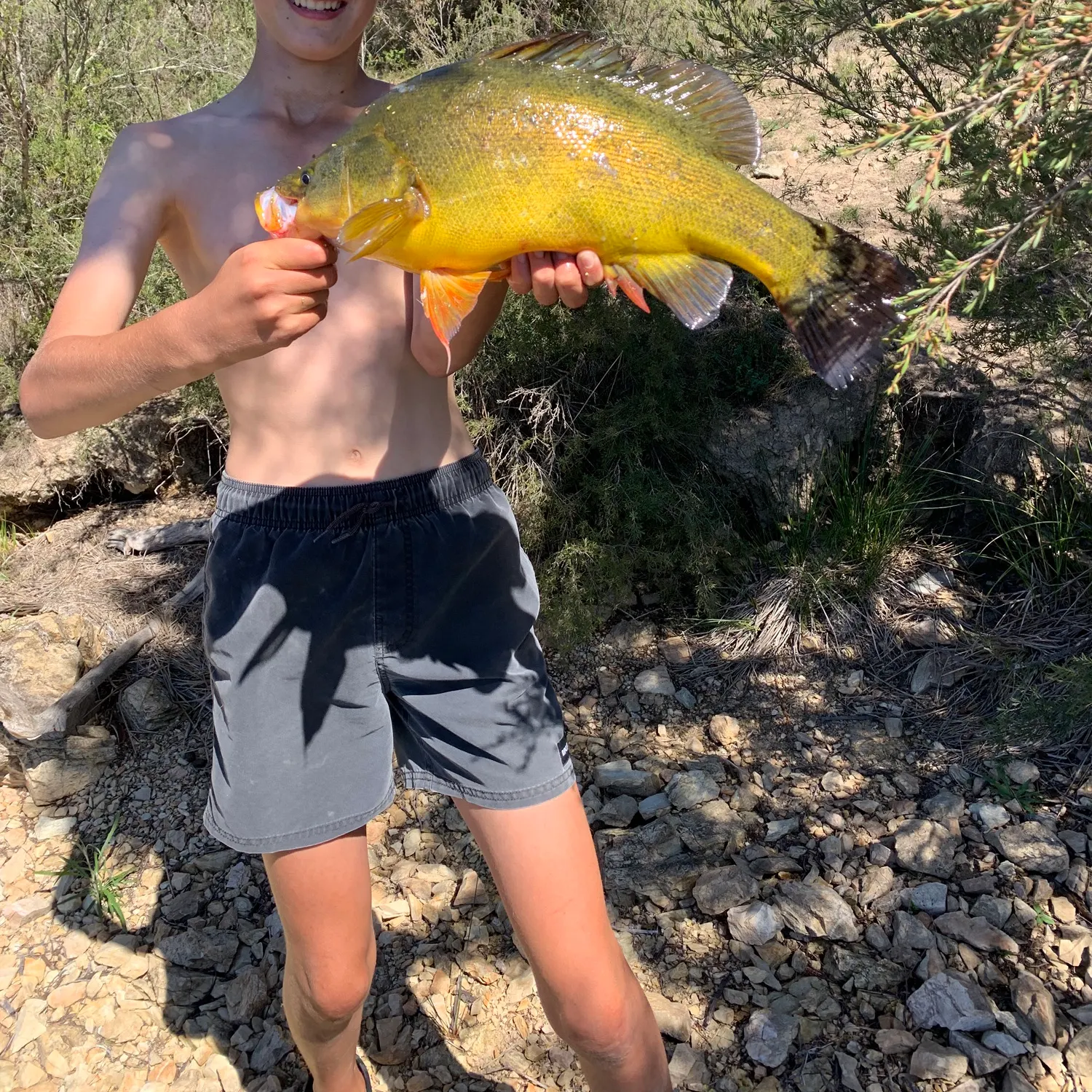 The most recent Golden perch catches on Fishbrain