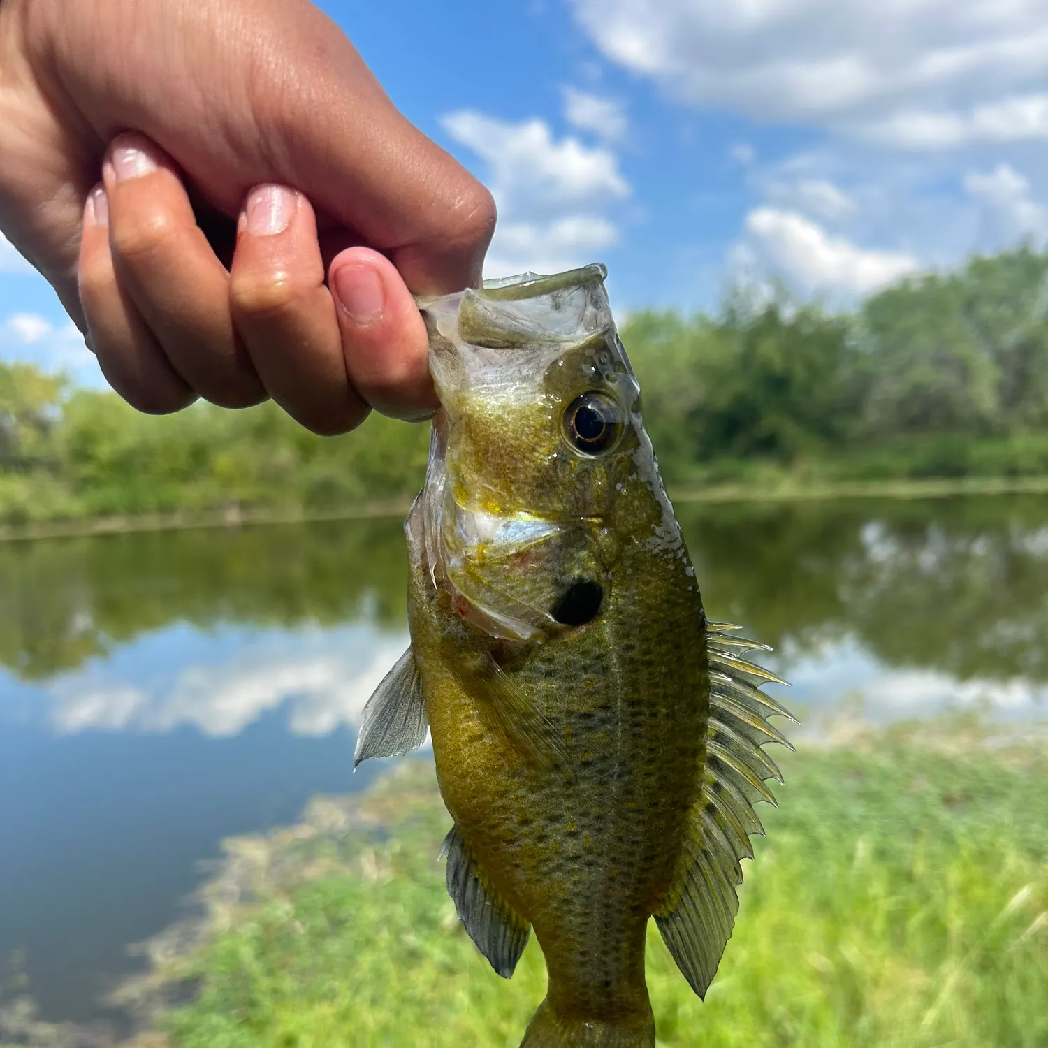 Warmouth caught on Fishbrain