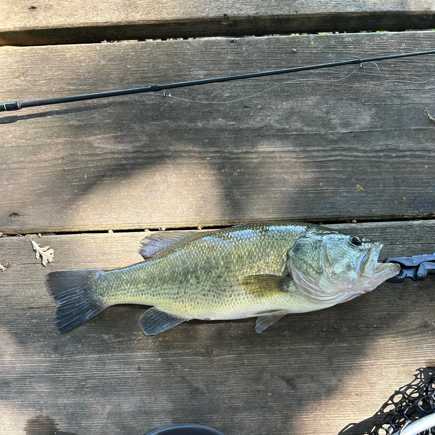 Largemouth bass caught on Fishbrain