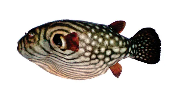 Reticulated pufferfish