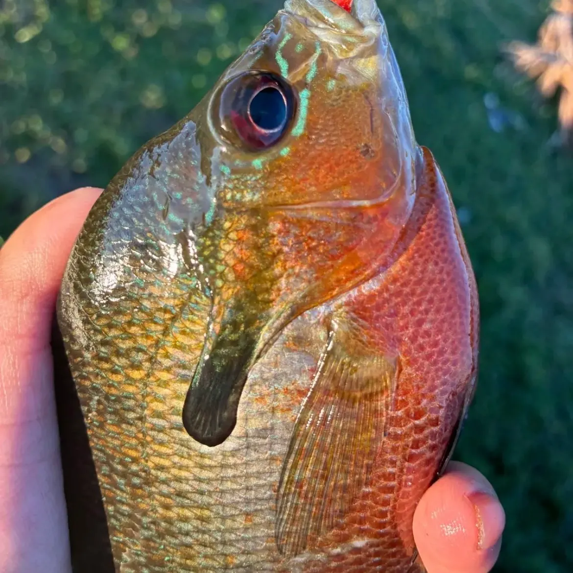 The most recent Bluegill x longear sunfish catches on Fishbrain