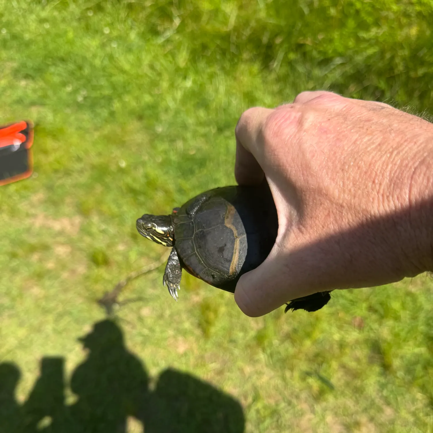 The most recent Painted turtle catches on Fishbrain
