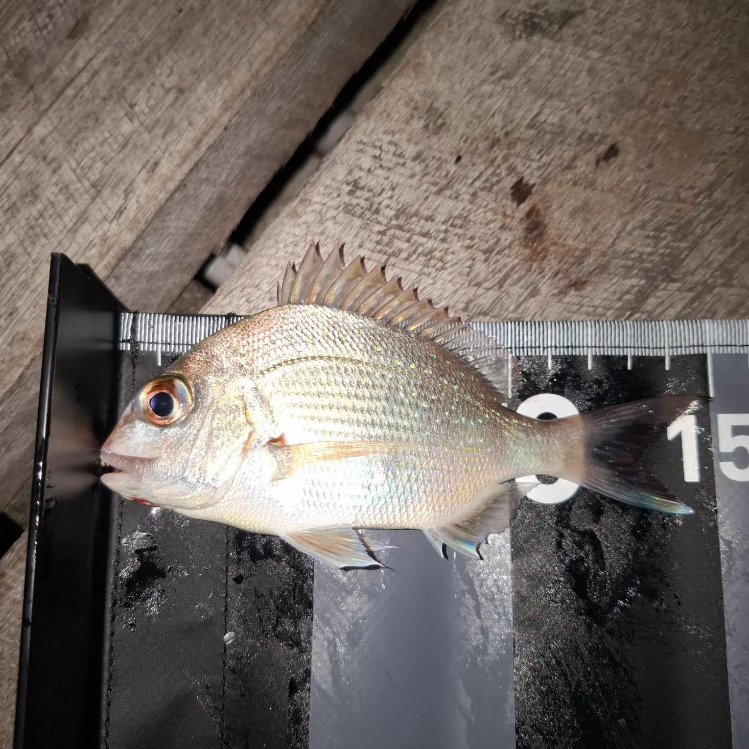 Australasian snapper caught on Fishbrain