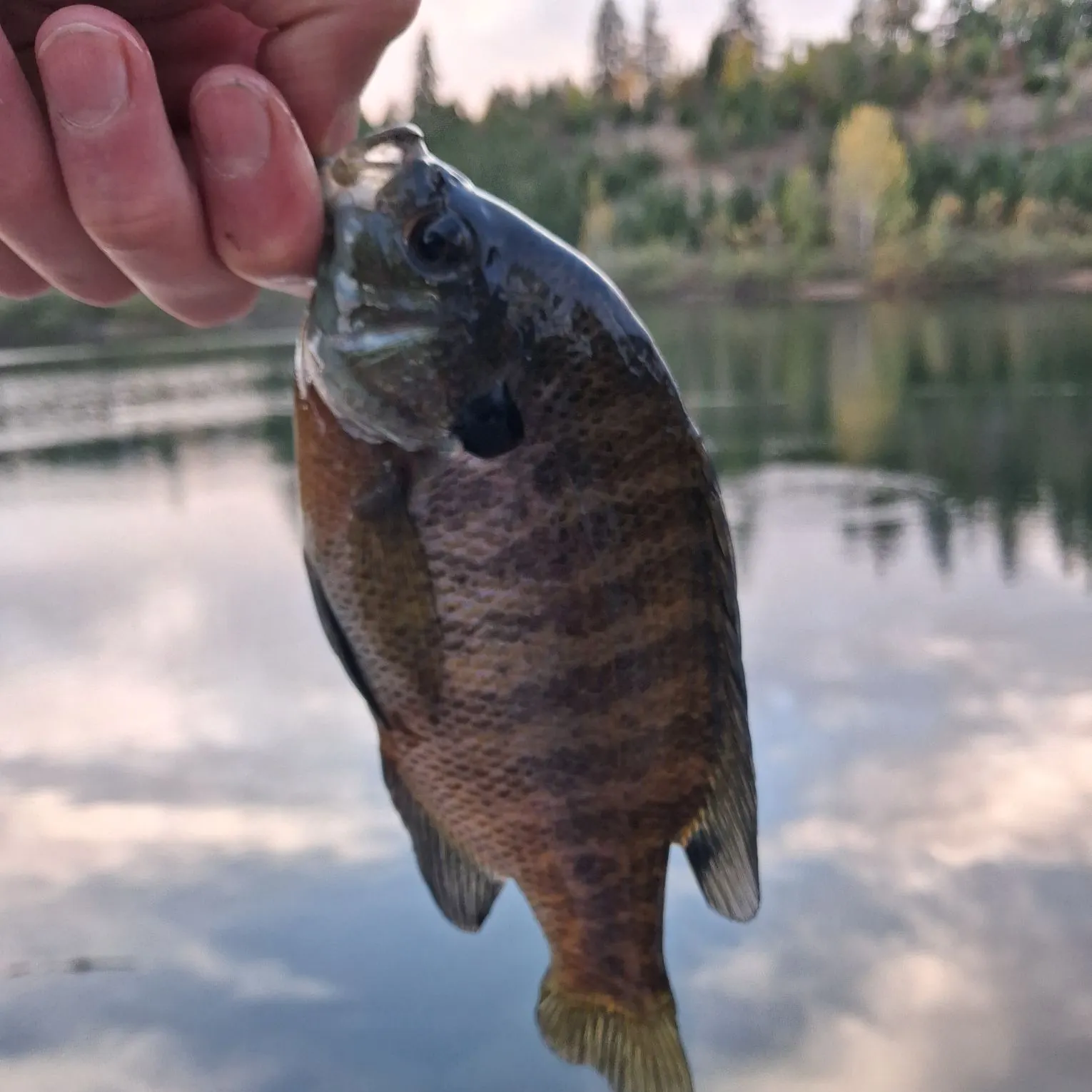 Bluegill caught on Fishbrain