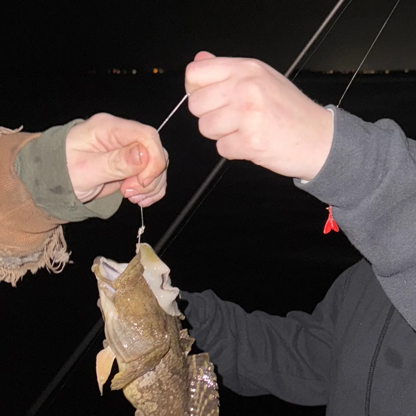 The most recent Gulf toadfish catches on Fishbrain