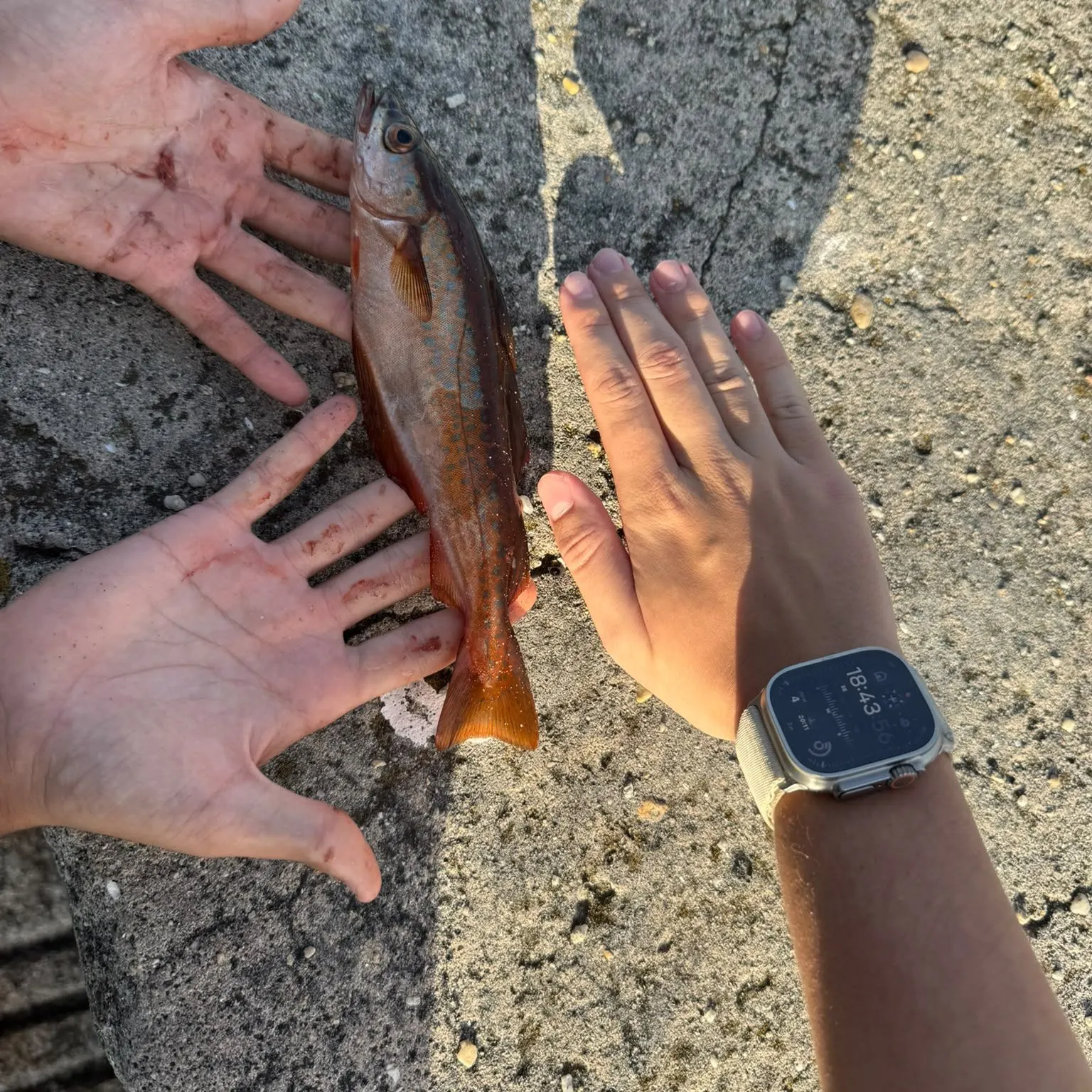 catch