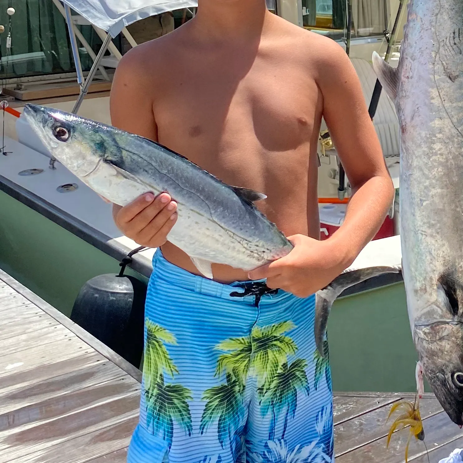 The most recent Cero mackerel catches on Fishbrain