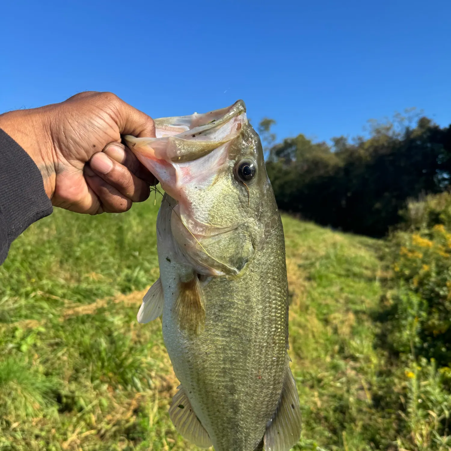 Largemouth bass caught on Fishbrain