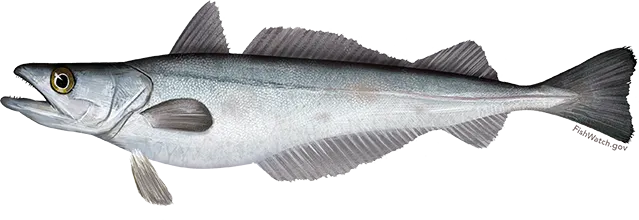 Silver hake