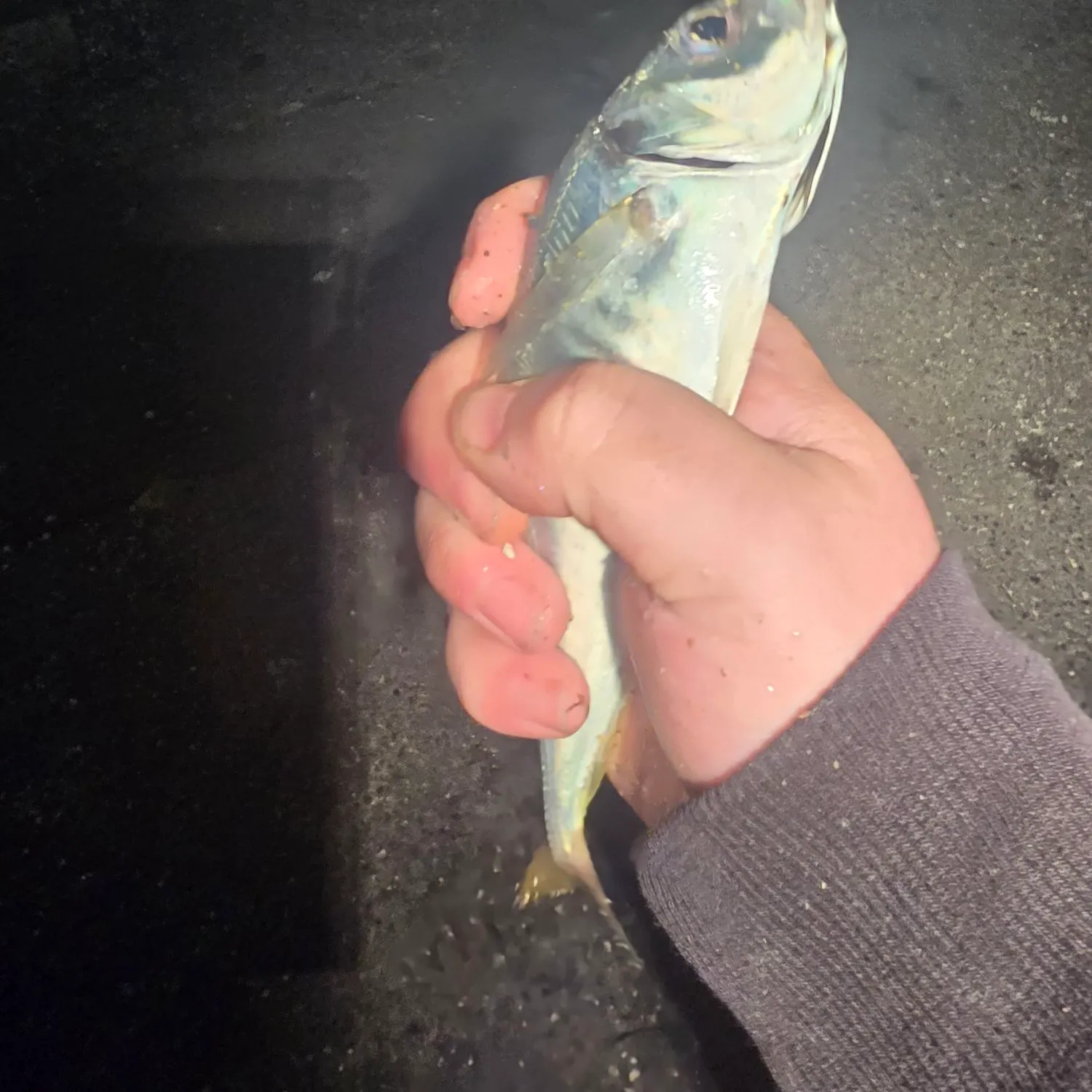 The most recent Atlantic horse mackerel catches on Fishbrain
