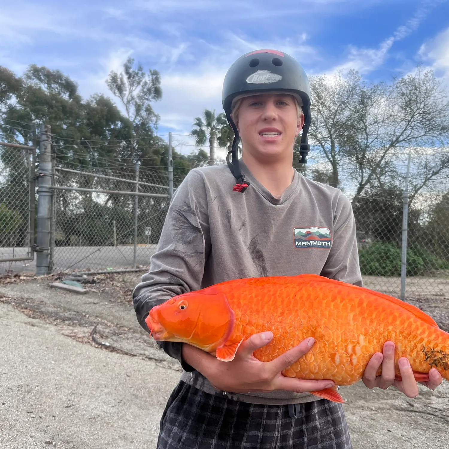 The most recent Koi carp catches on Fishbrain