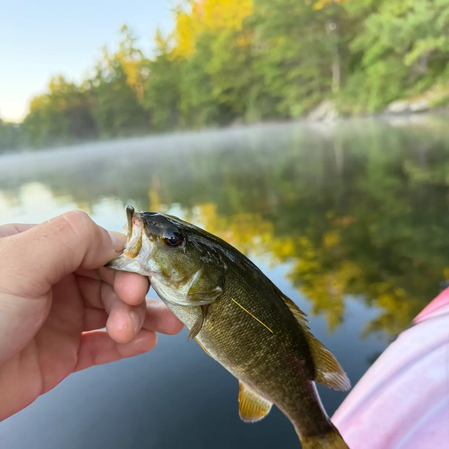 Smallmouth bass caught on Fishbrain