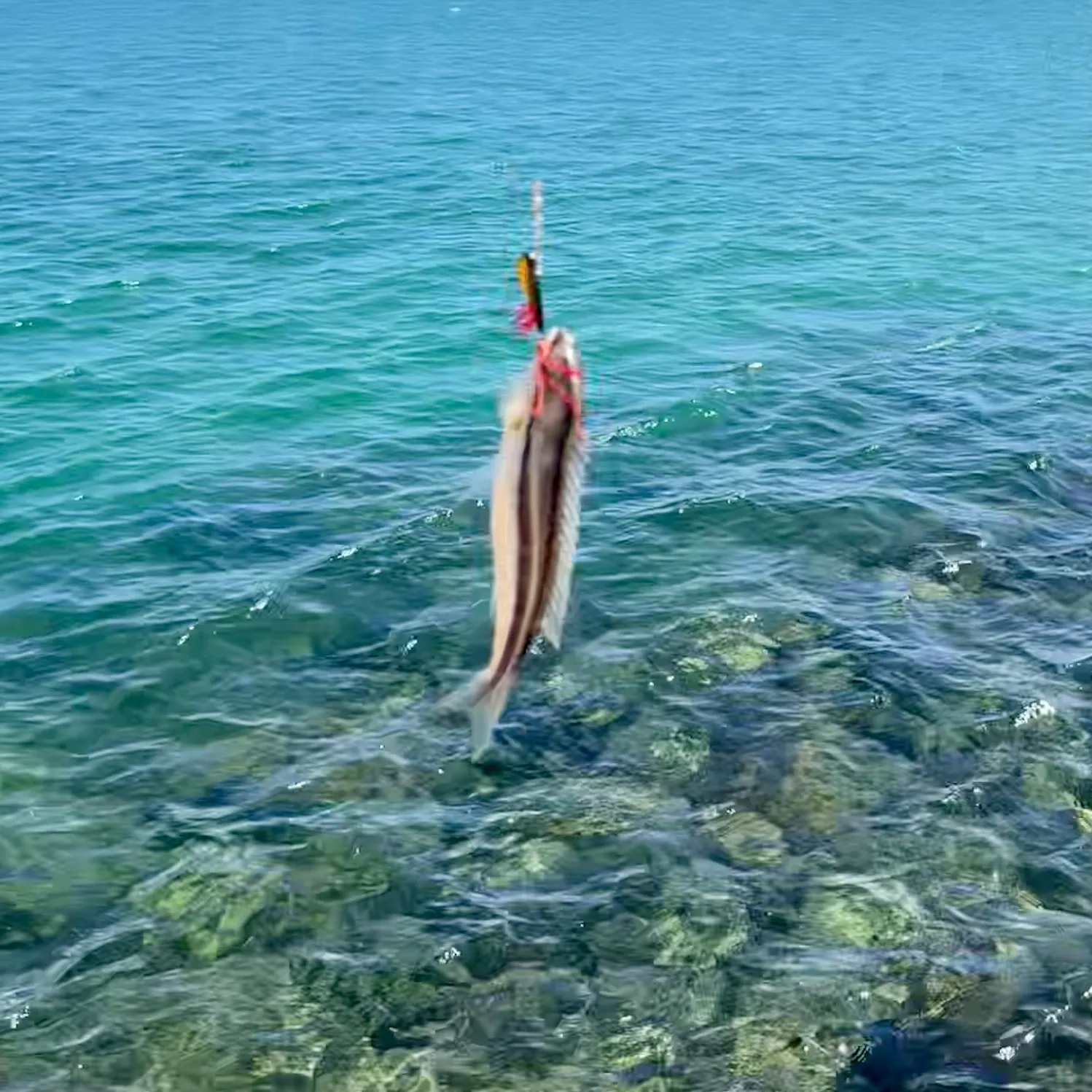 The most recent Striped whiptail catches on Fishbrain