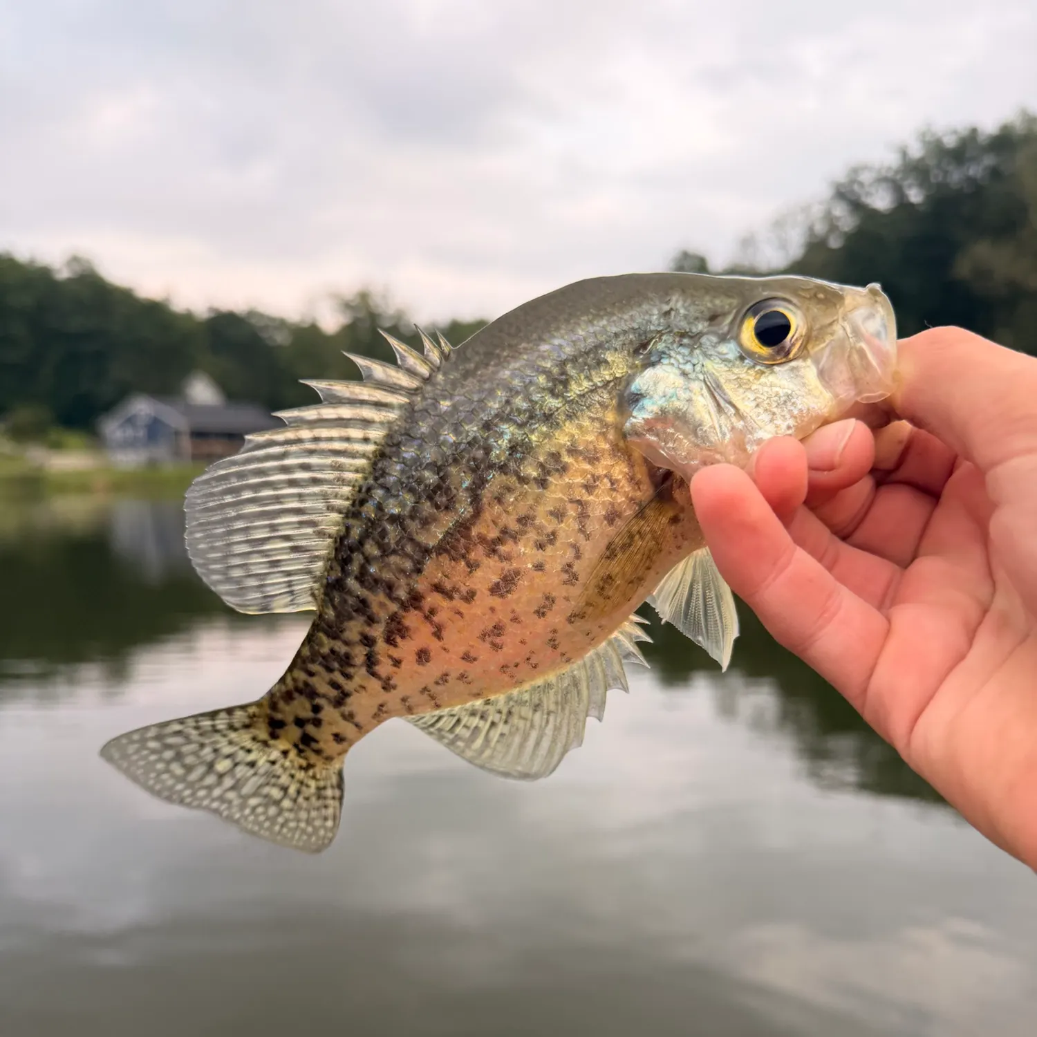 Black crappie caught on Fishbrain