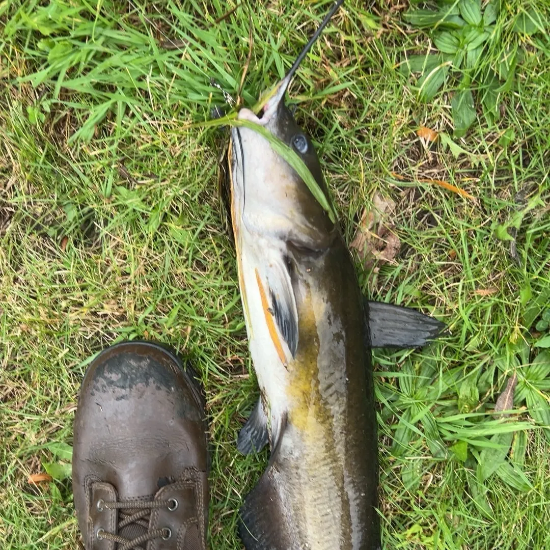 Black bullhead caught on Fishbrain