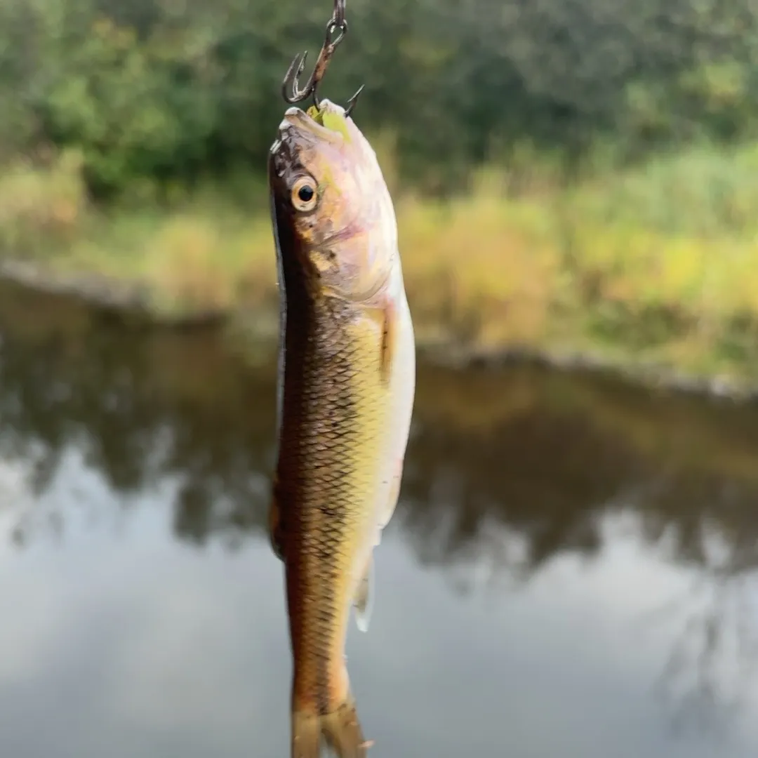 Creek chub caught on Fishbrain