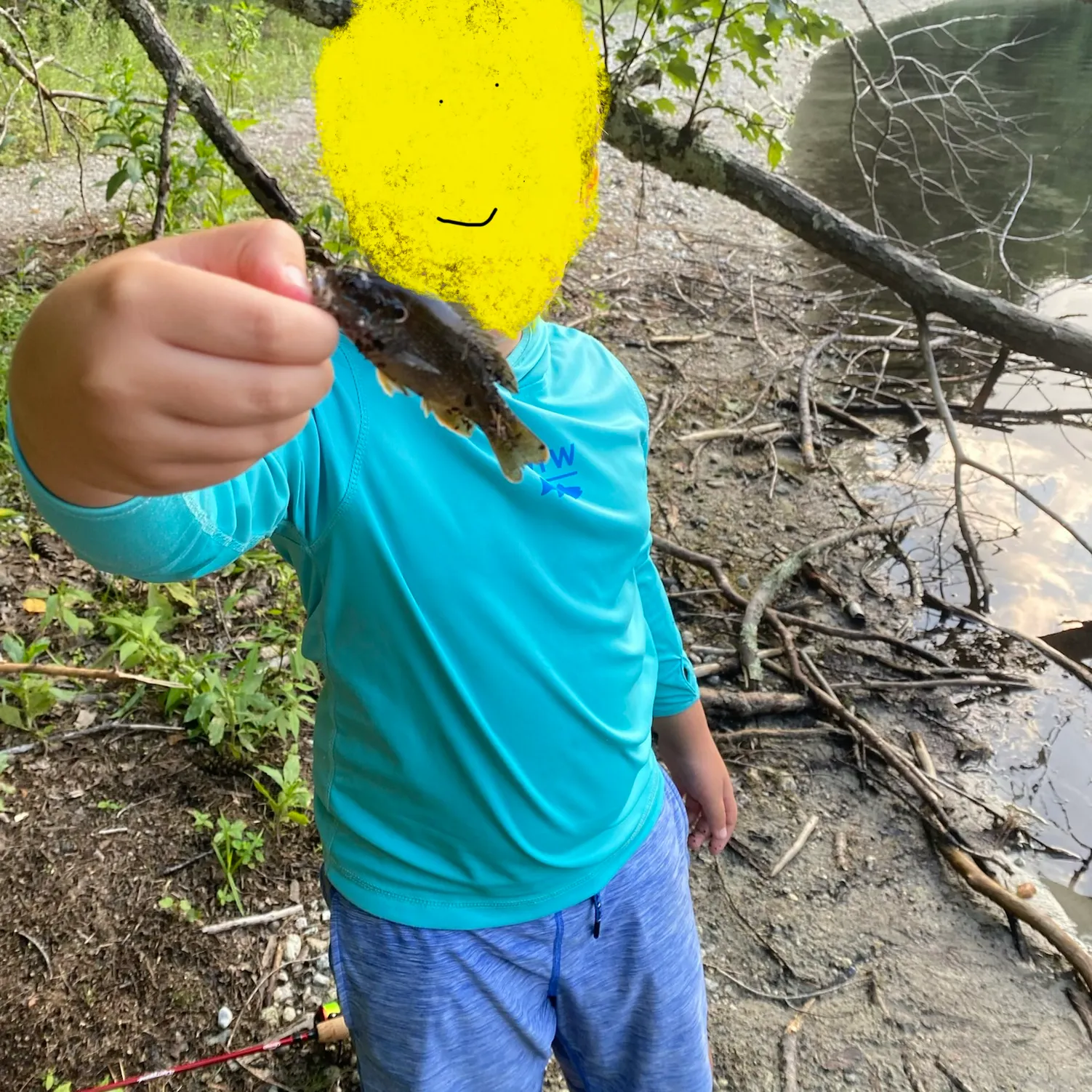 Green sunfish caught on Fishbrain