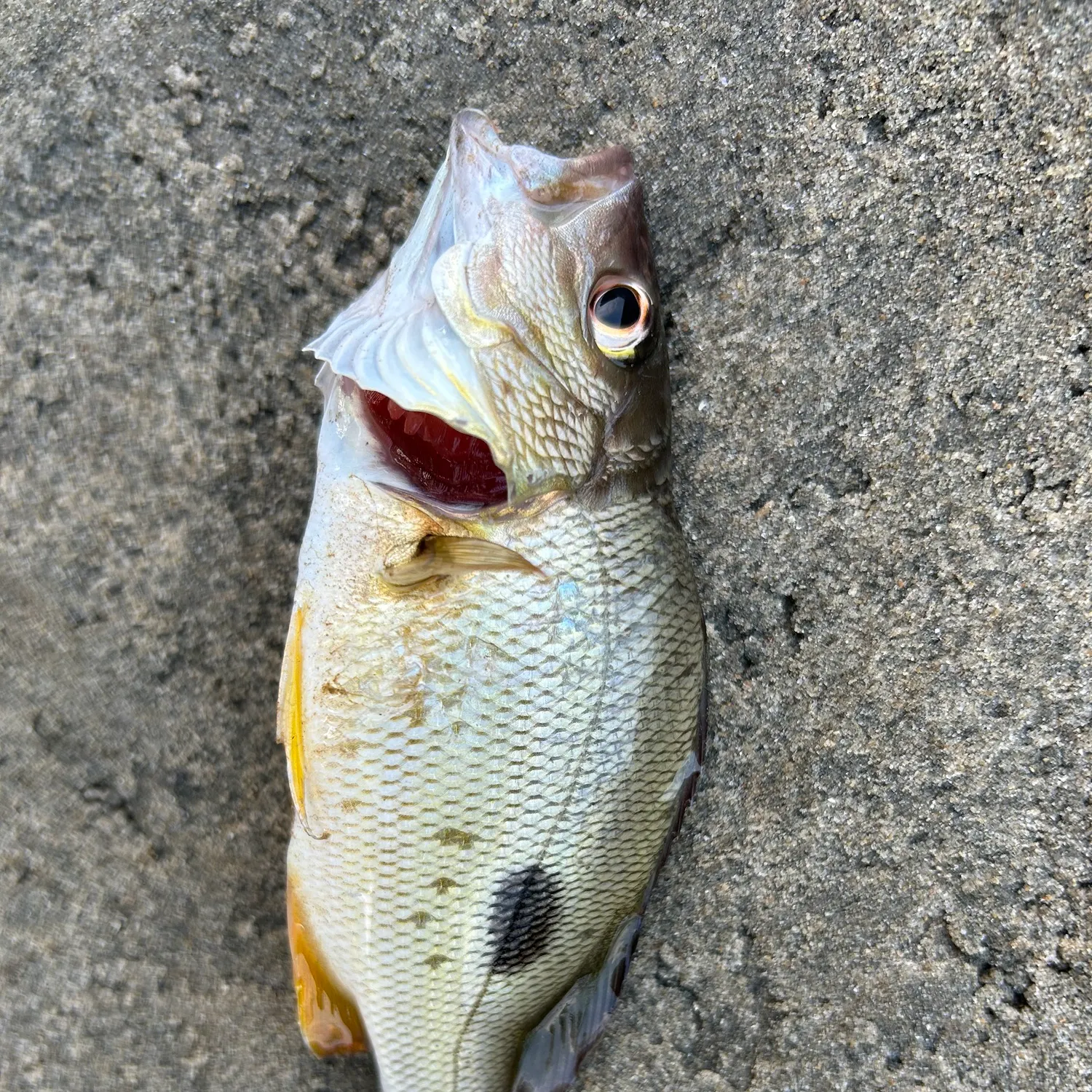 The most recent Moses perch catches on Fishbrain