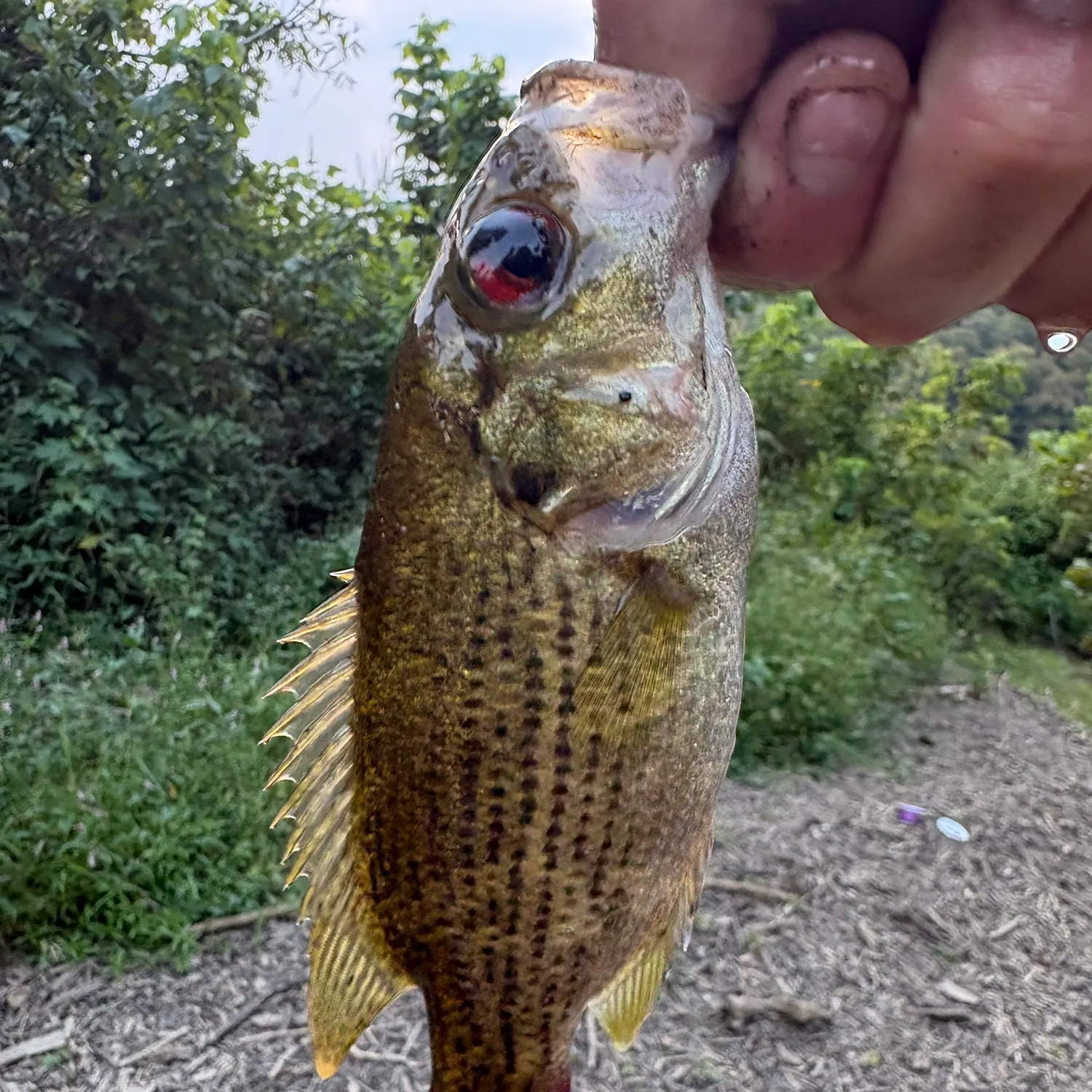Rock bass caught on Fishbrain
