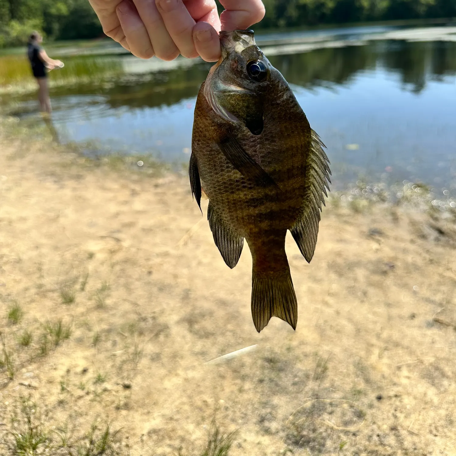 Bluegill caught on Fishbrain