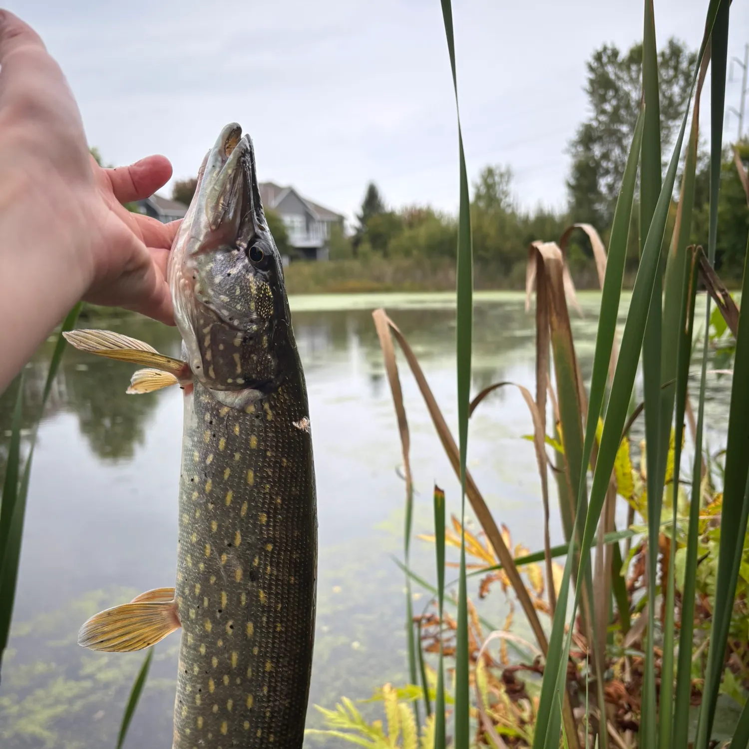 Northern pike caught on Fishbrain