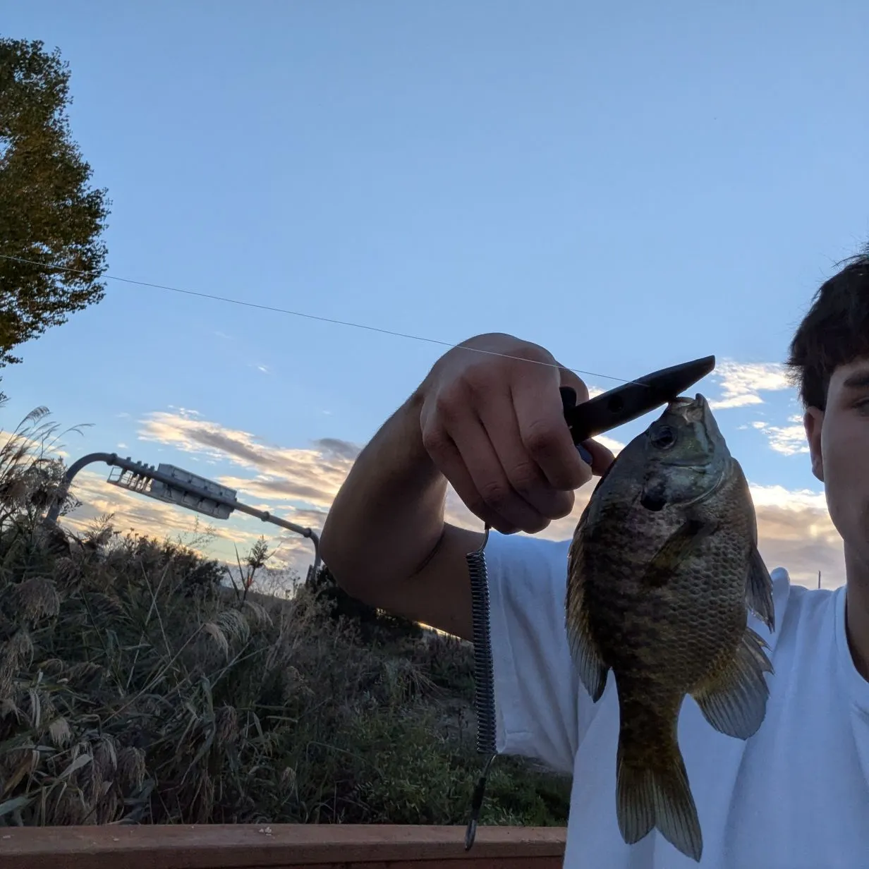 Bluegill caught on Fishbrain