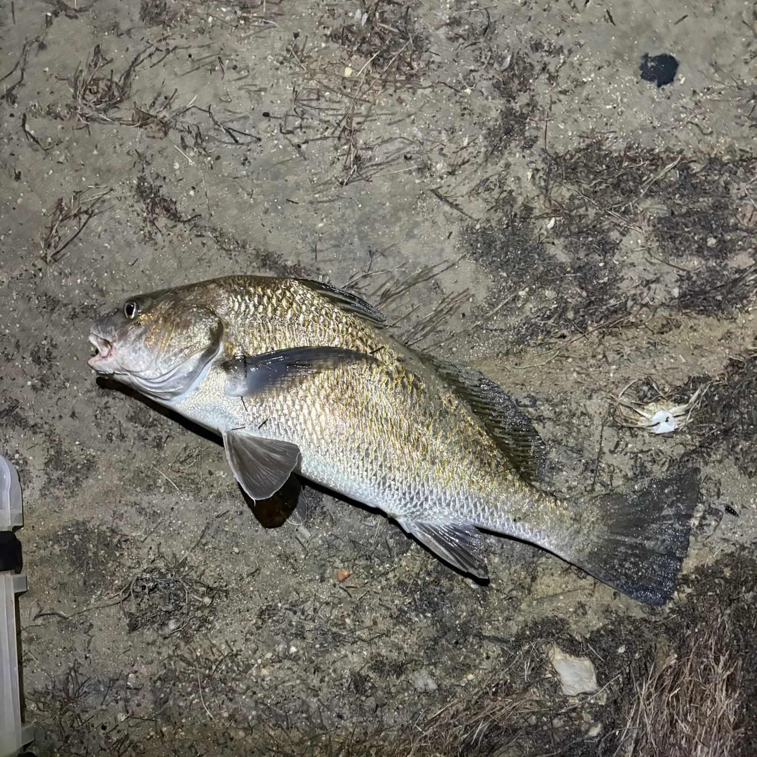 Black drum caught on Fishbrain
