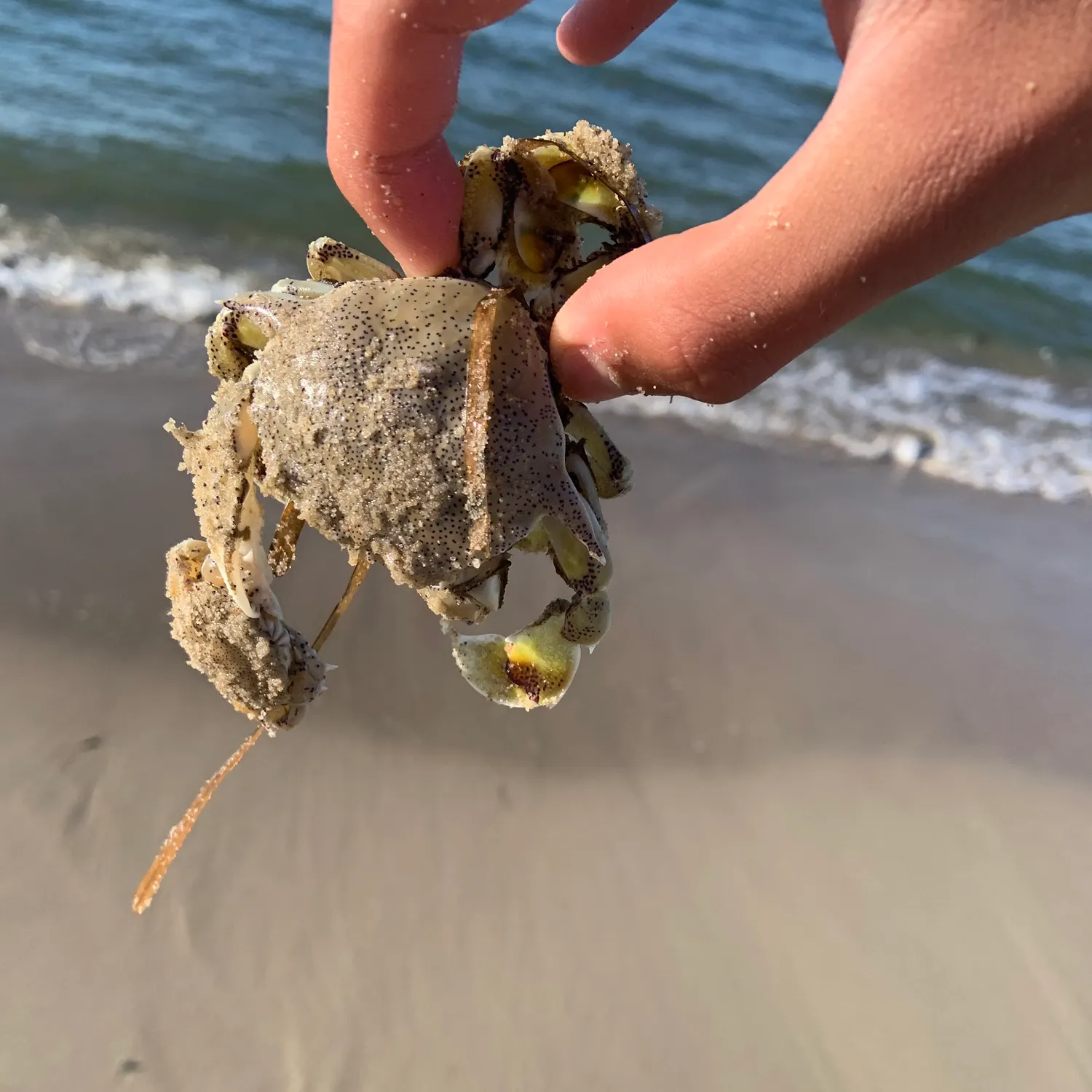 Southern calamari caught on Fishbrain
