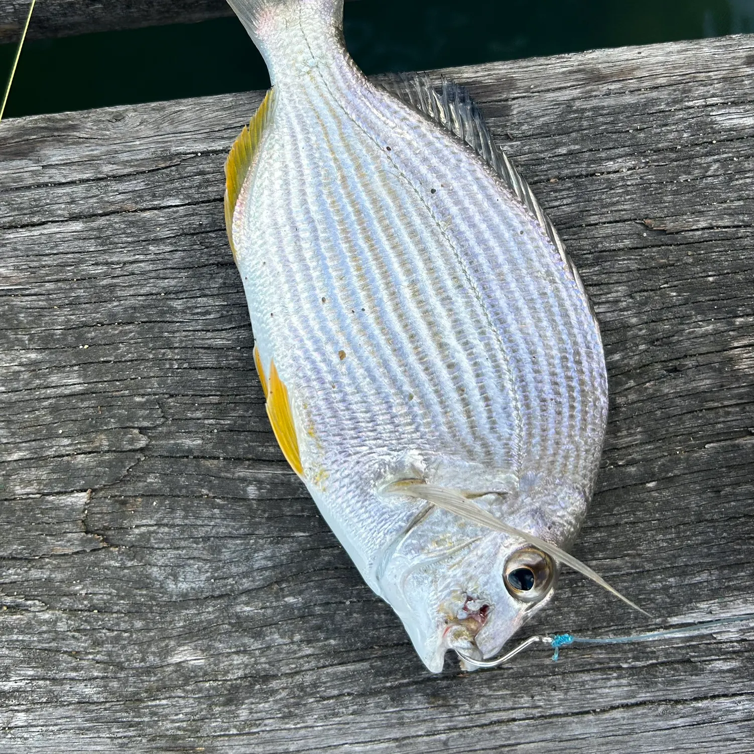 The most recent Goldlined seabream catches on Fishbrain