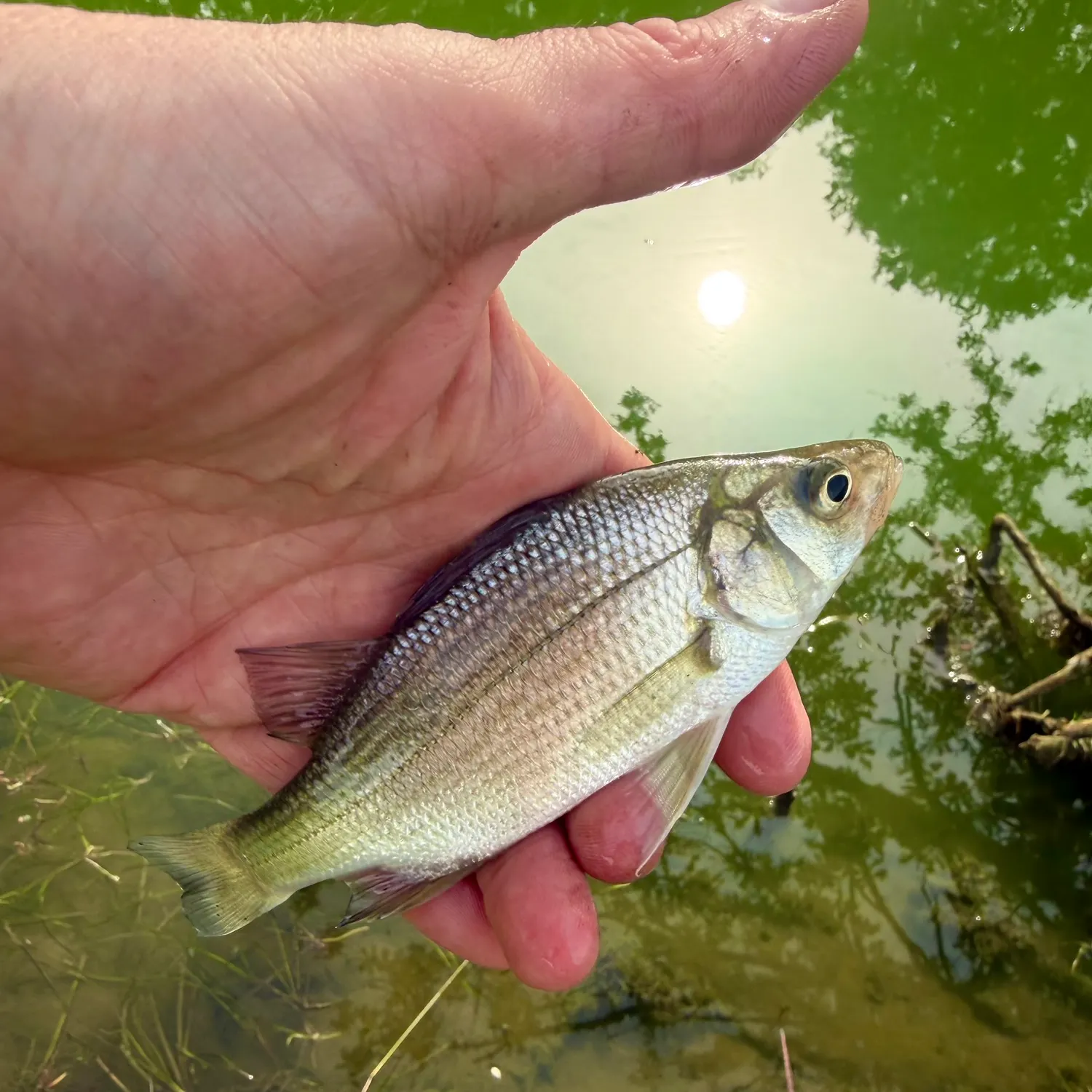 White perch caught on Fishbrain