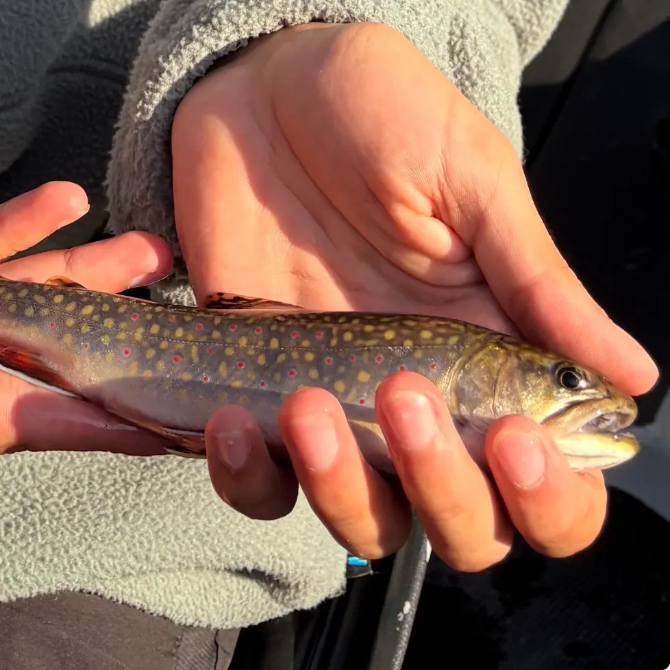 Brook trout caught on Fishbrain