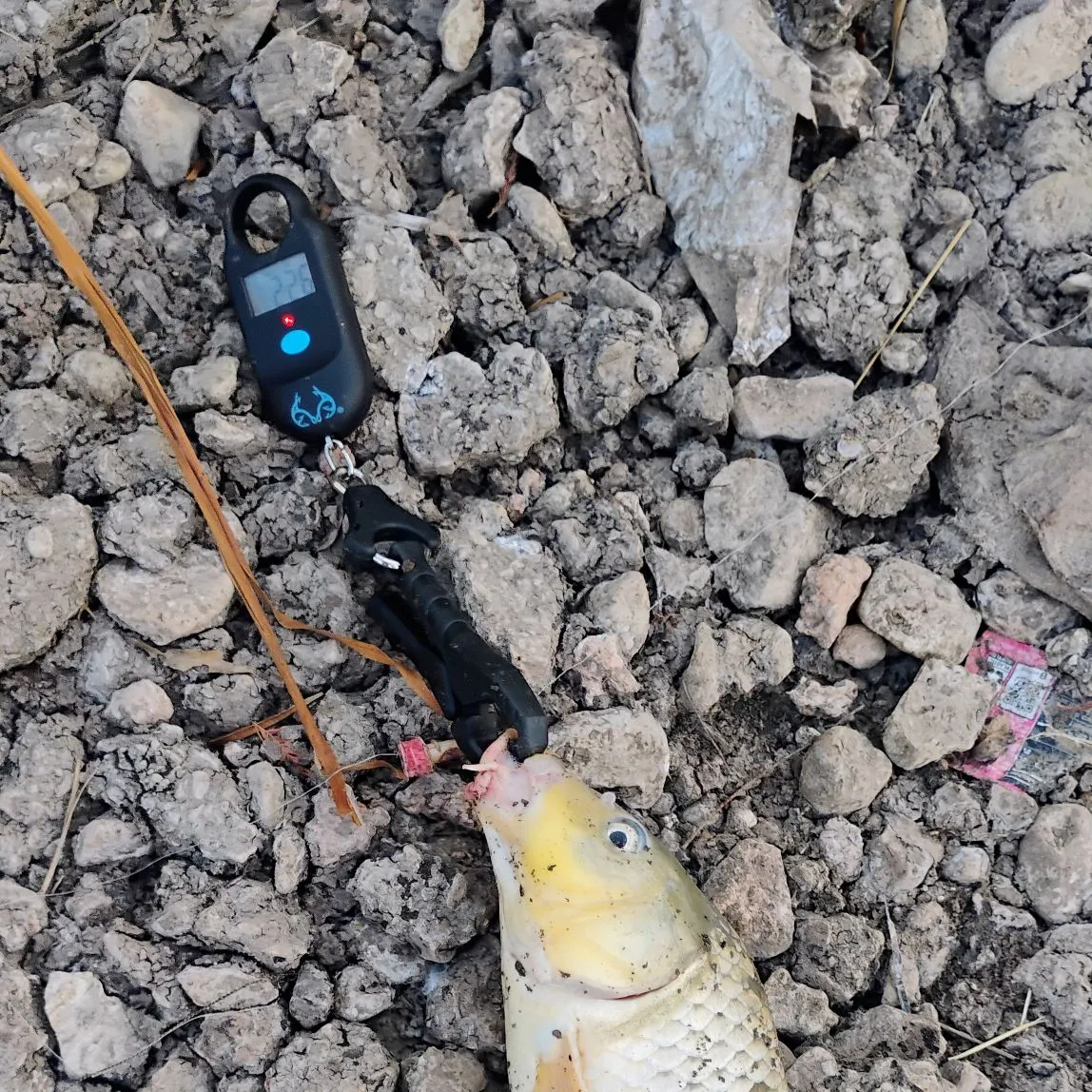 Common carp caught on Fishbrain