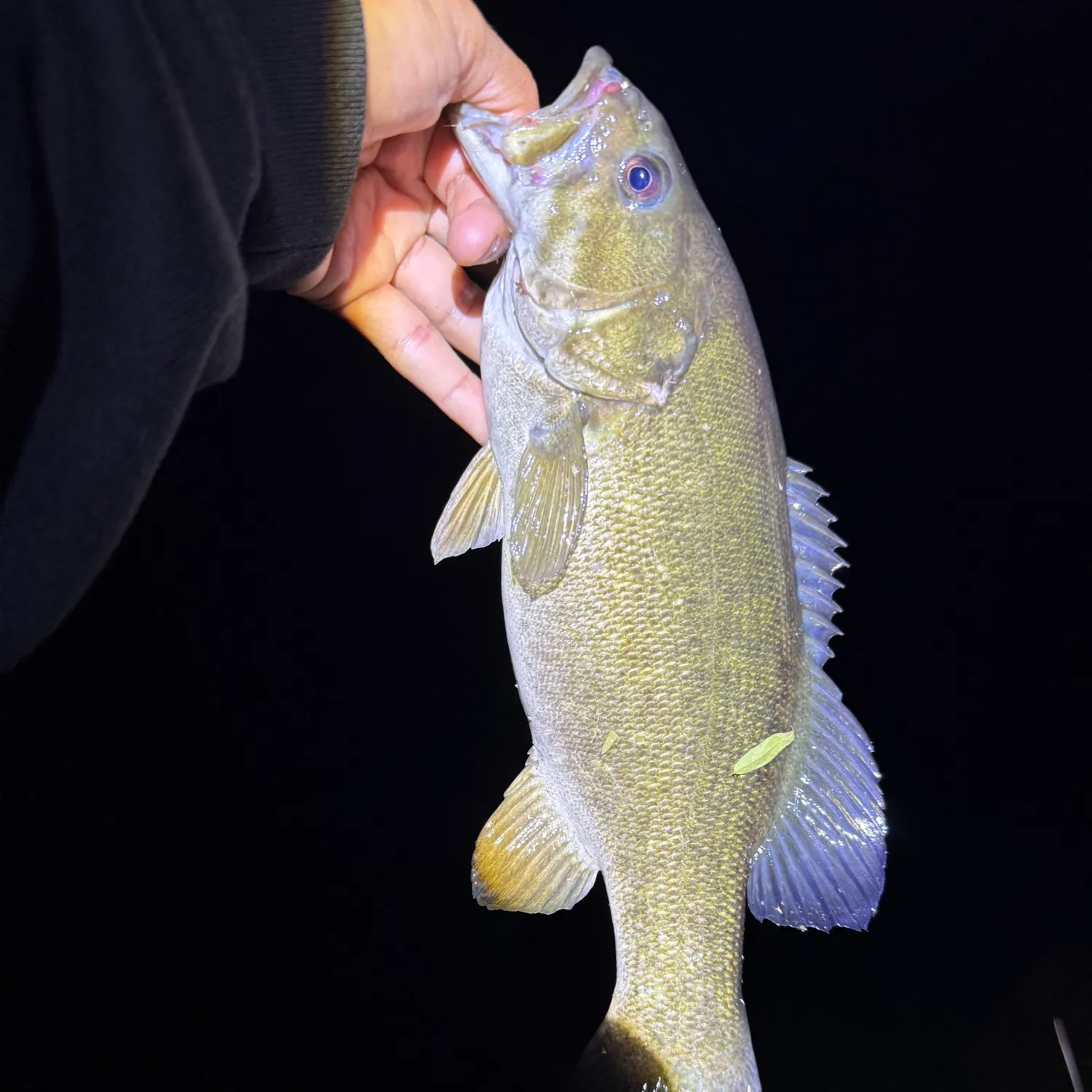 Smallmouth bass caught on Fishbrain