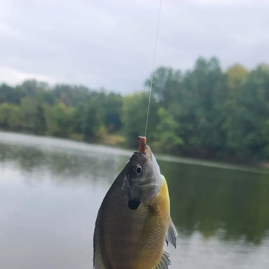 Bluegill caught on Fishbrain