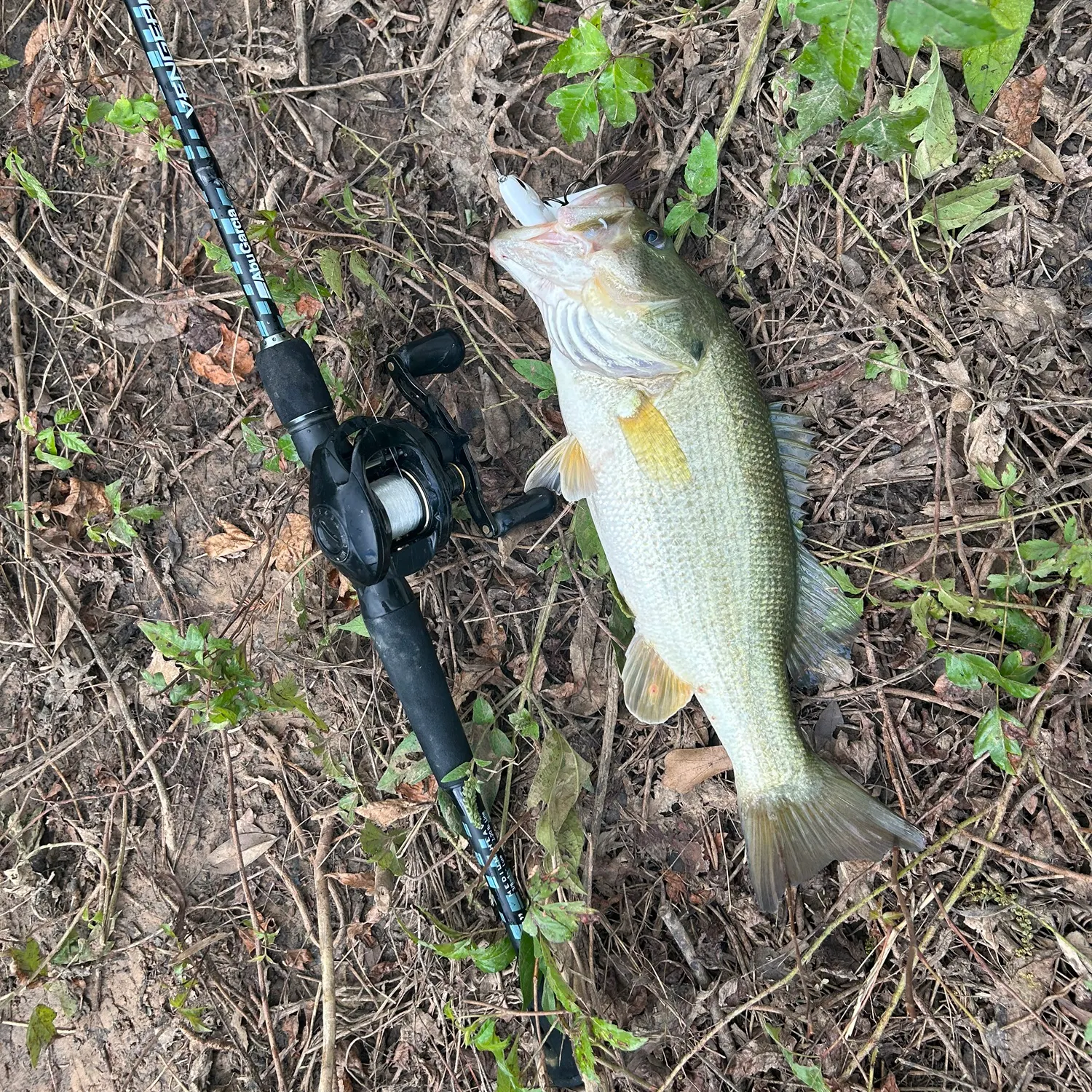 Largemouth bass caught on Fishbrain
