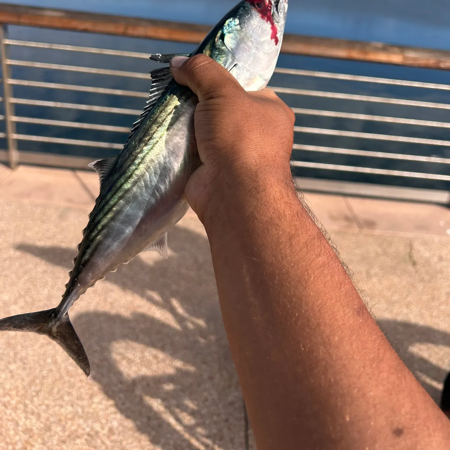 Pacific bonito caught on Fishbrain