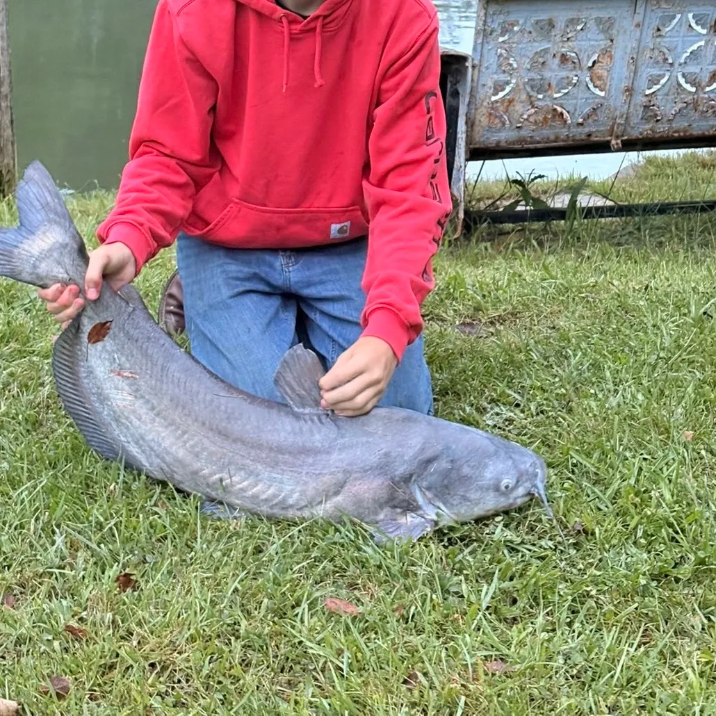 Blue catfish caught on Fishbrain