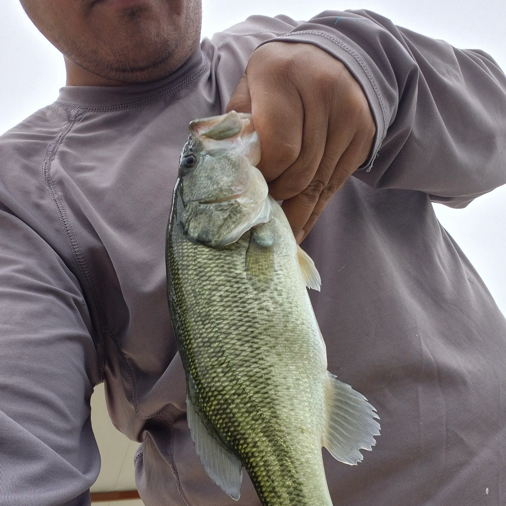 Spotted bass caught on Fishbrain