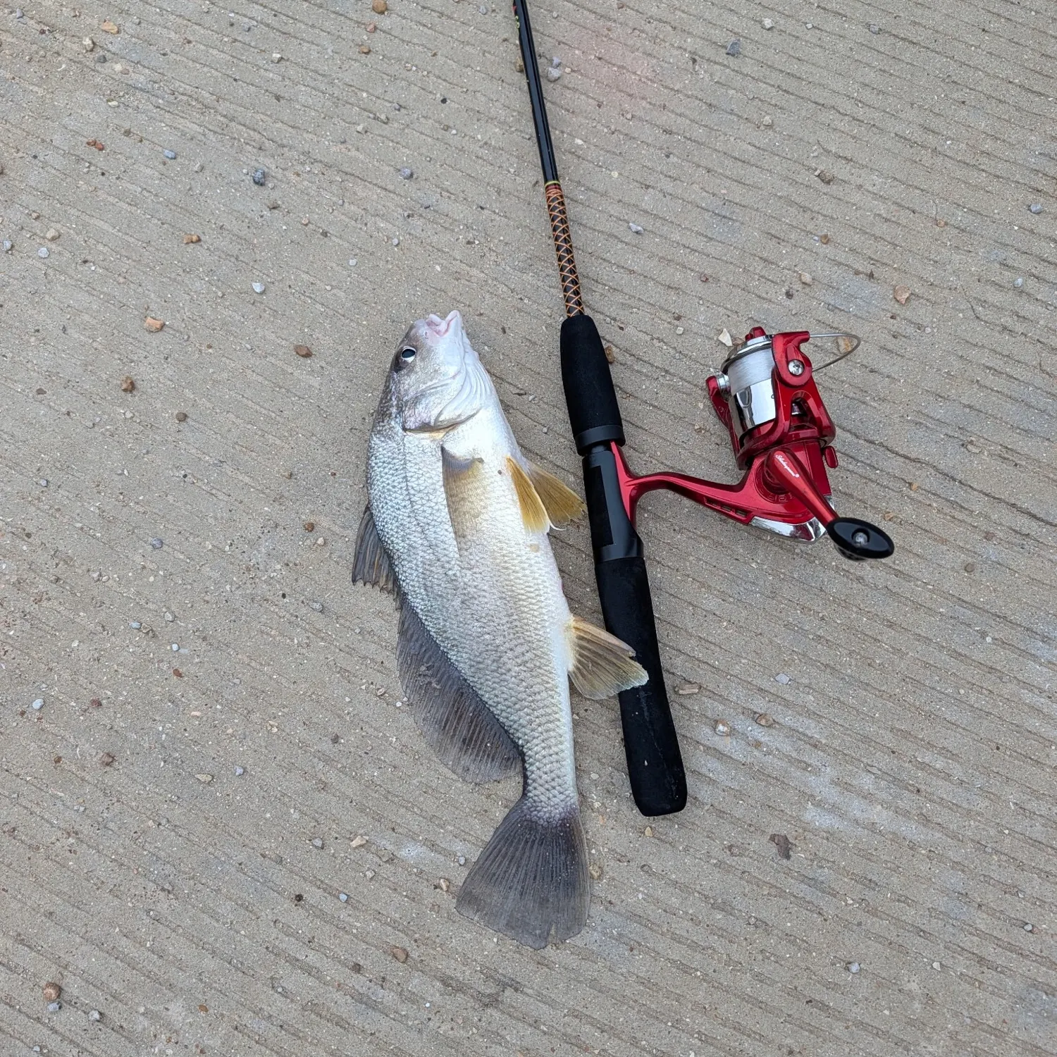 Freshwater drum caught on Fishbrain