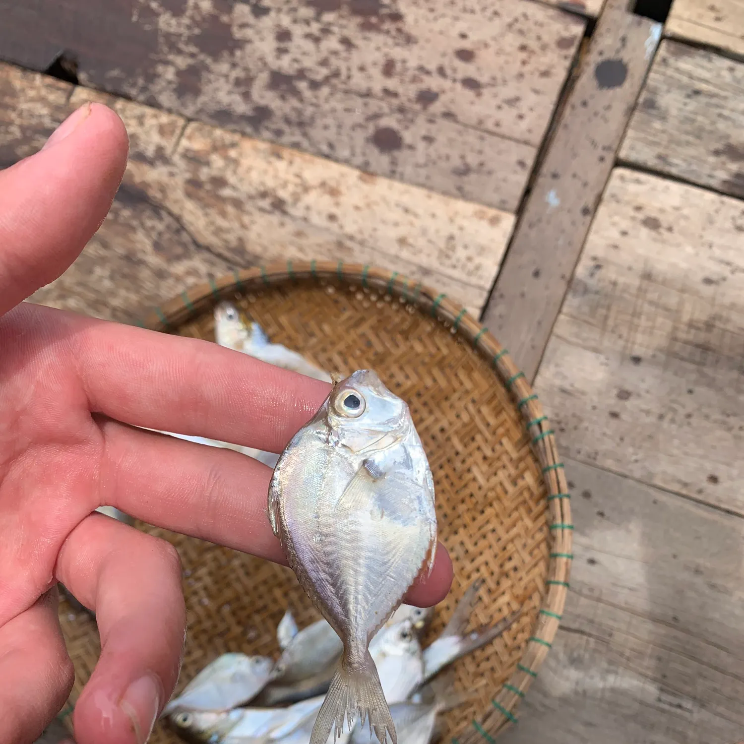 The most recent Orangefin ponyfish catches on Fishbrain