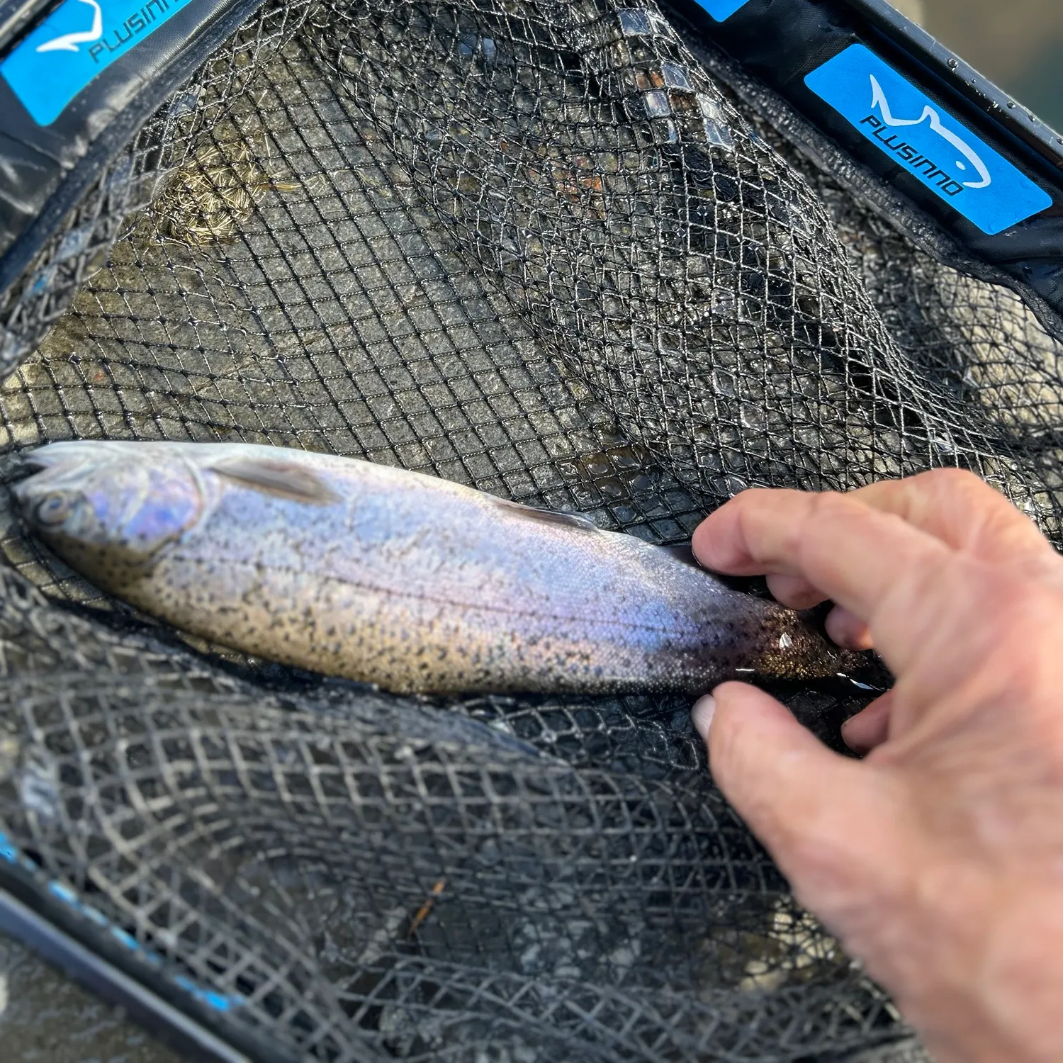 Rainbow trout caught on Fishbrain