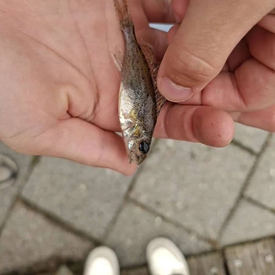 Zander caught on Fishbrain