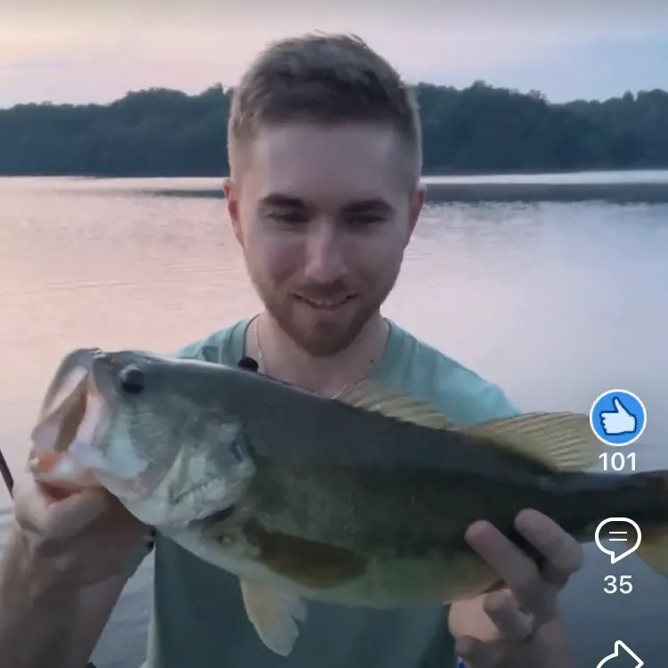Largemouth bass caught on Fishbrain